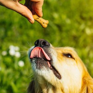 Dog Treats